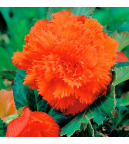 Бегония Fimbriata Orange (x2)