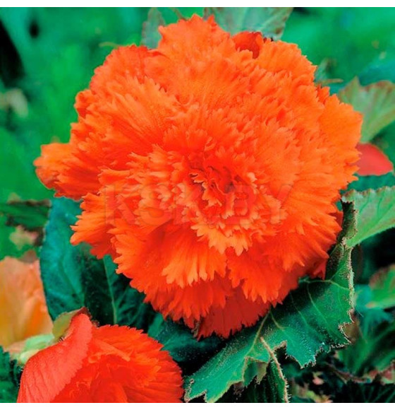 Бегония Fimbriata Orange (x2)