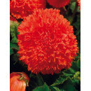 Бегония Fimbriata Orange (x2)