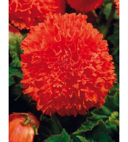 Бегония Fimbriata Orange (x2)