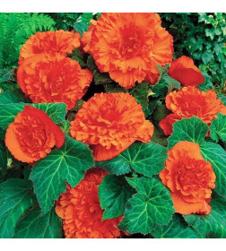 Бегония Fimbriata Orange (x2)