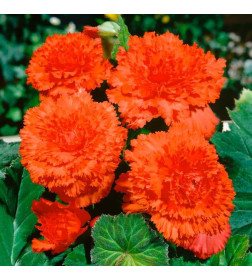 Бегония Fimbriata Orange (x2)