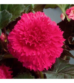 Бегония Fimbriata Pink (x2)