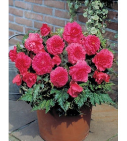 Бегония Fimbriata Pink (x2)