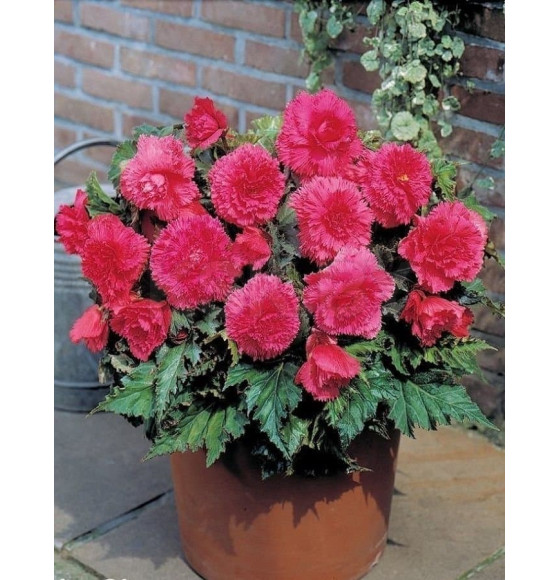 Бегония Fimbriata Pink (x2)