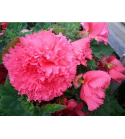 Бегония Fimbriata Pink (x2)