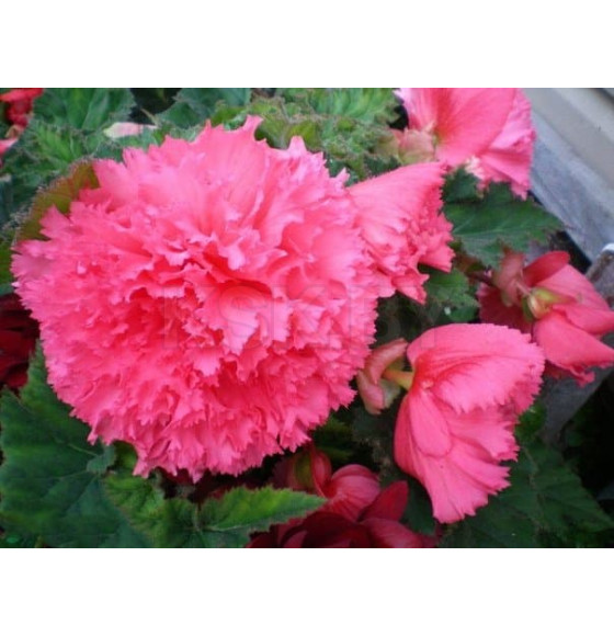 Бегония Fimbriata Pink (x2)