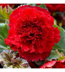 Бегония Fimbriata Red (x2)