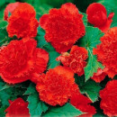 Бегония Fimbriata Red (x2)