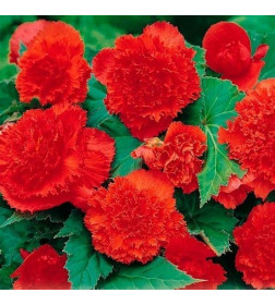 Бегония Fimbriata Red (x2)