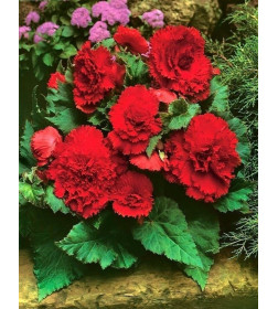 Бегония Fimbriata Red (x2)