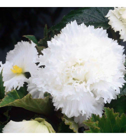 Бегония Fimbriata White (x2)
