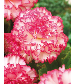 Бегония Marmorata Pink-White (x2) р.5/6