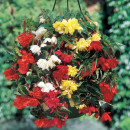 Бегония Pendula Mixed (x3) р.4-5