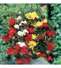 Бегония Pendula Mixed (x3) р.4-5
