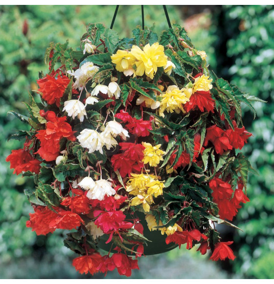 Бегония Pendula Mixed (x3) р.4-5