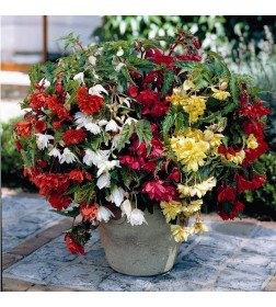 Бегония Pendula Mixed (x3) р.4-5