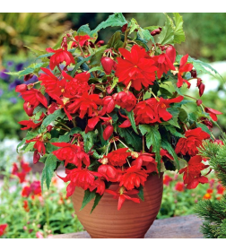 Бегония Pendula Red (x2)