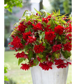 Бегония Pendula Red (x2)