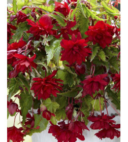 Бегония Pendula Red (x2)