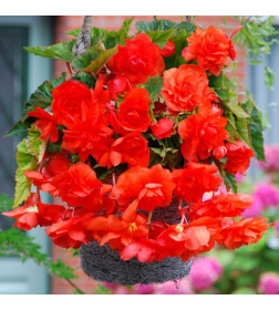 Бегония Pendula Red (x2)