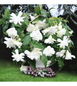 Бегония Pendula White (x2)