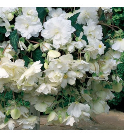 Бегония Pendula White (x2)