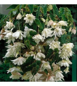 Бегония Pendula White (x2)