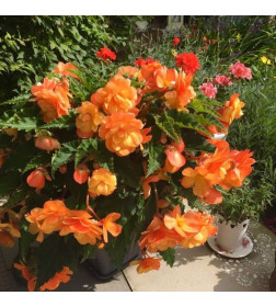 Бегония Picotee Cascade Sunrary (x2) р.5/6