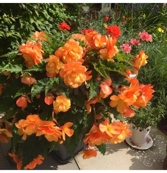 Бегония Picotee Cascade Sunrary (x2) р.5/6