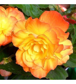 Бегония Picotee Cascade Sunrary (x2) р.5/6