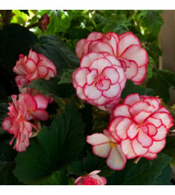 Бегония Picotee White / Red (x2) р.5/6