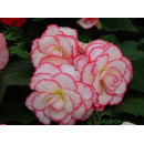 Бегония Picotee White / Red (x2) р.5/6