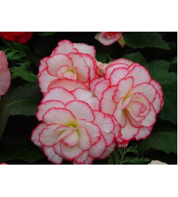 Бегония Picotee White / Red (x2) р.5/6