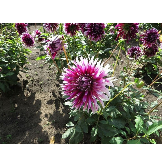 Георгин Alauna Clair Obscur (x1)