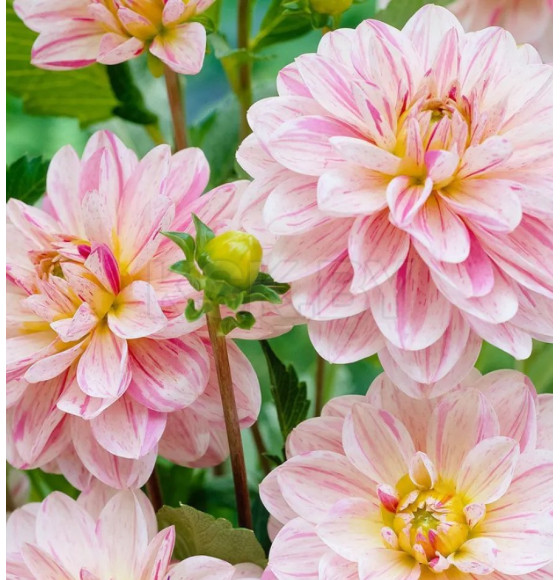 Георгин Bonesta (x1) р.I