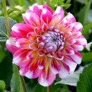 Георгин Hawaii (x1)