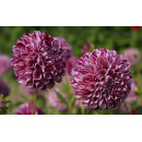 Георгин Marble Ball (x1)