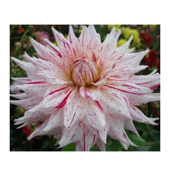 Георгин Mick's Peppermint (x1)