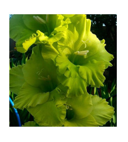 Гладиолус Green Star (x5) р.10/12