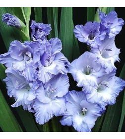 Гладиолус Sweet Blue (x5) р.12/14