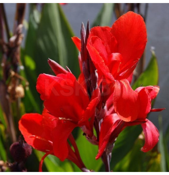 Каннa Indica Red (x1)