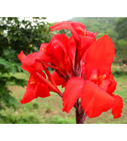 Каннa Indica Red (x1)