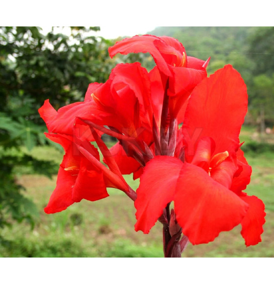 Каннa Indica Red (x1)