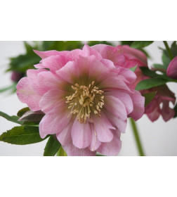 Морозник Double Ellen Pink (x1) р.I