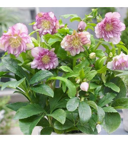 Морозник Double Ellen Pink (x1) р.I