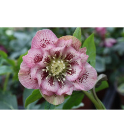 Морозник Double Ellen Pink Spotted (x1) р.I