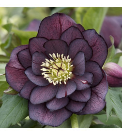 Морозник Double Ellen Purple (x1) р.I