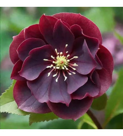 Морозник Double Ellen Purple (x1) р.I