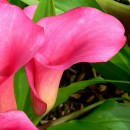 Калла Pink (x1)